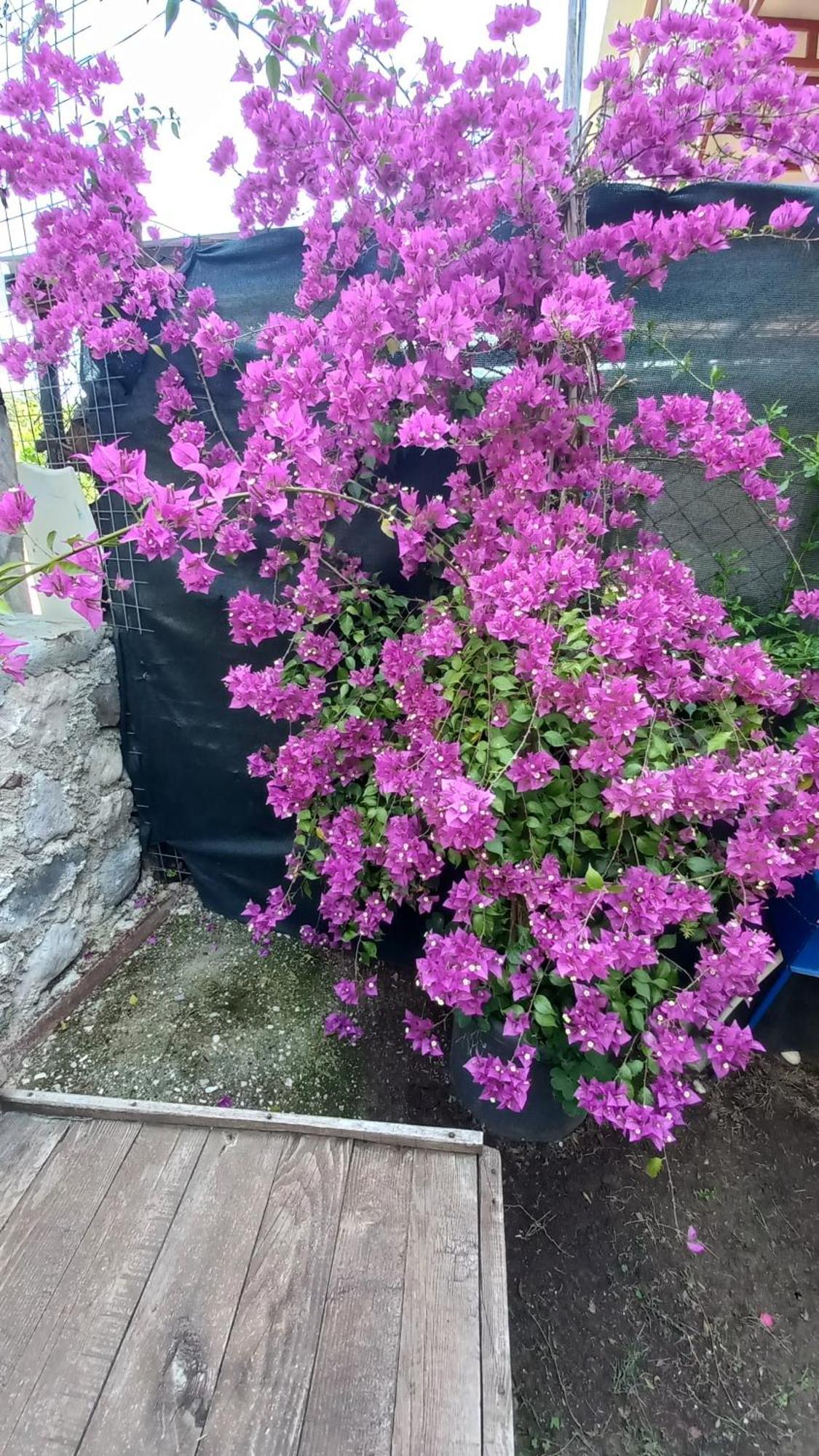 Demeter Rose Stonehouse Pansion Lejlighed Antalya Eksteriør billede