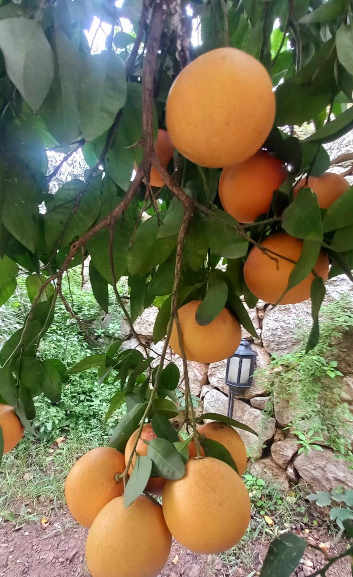 Demeter Rose Stonehouse Pansion Lejlighed Antalya Eksteriør billede